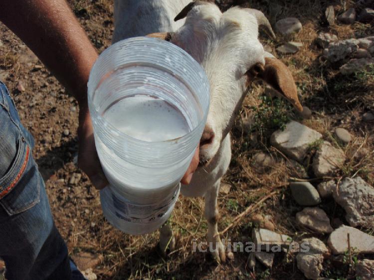 leche de cabra fresca | Innova Culinaria